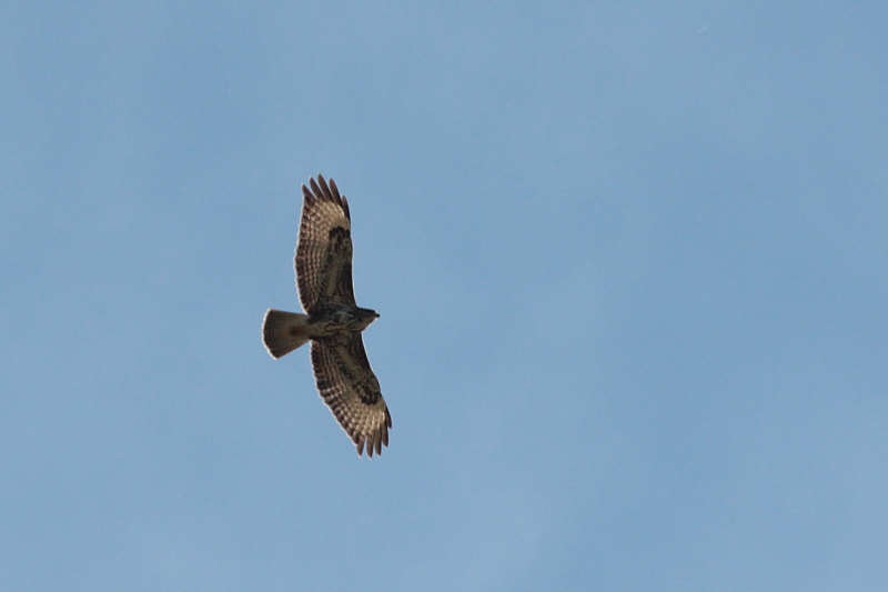 Riconoscimento rapace